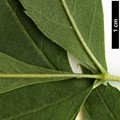 SpeciesSub: subsp. angustifolia SpeciesSub: subsp. angustifolia